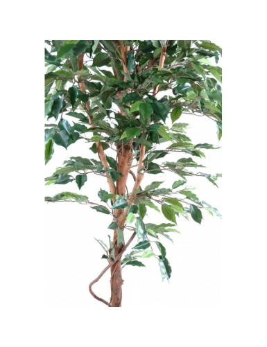 FICUS SINGLE TRUNK GF