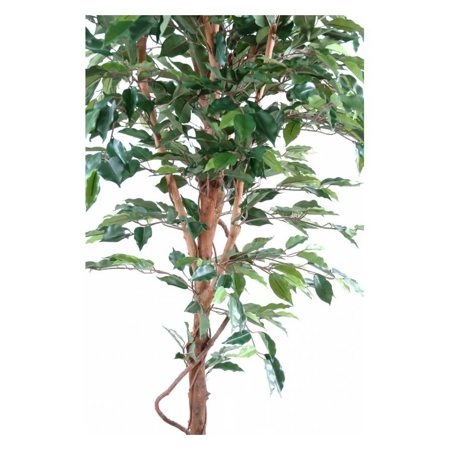 FICUS SINGLE TRUNK GF