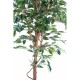 FICUS TRONC SIMPLE GF