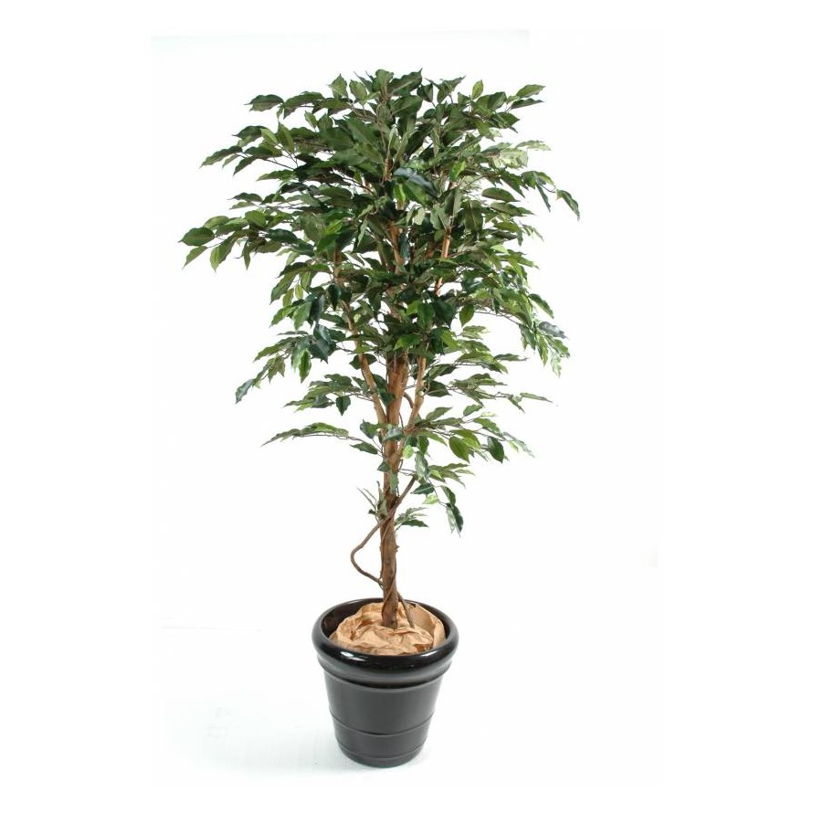 FICUS SINGLE TRUNK GF