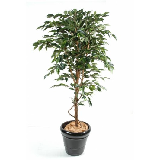 FICUS TRONC SIMPLE GF