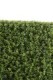 BOXWOOD HEDGE NEW METAL STRUCTURE