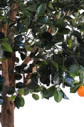 ORANGE TREE