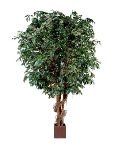 FICUS GIANT