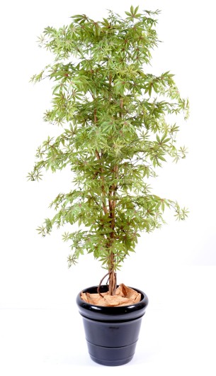 ARALIA NEW (MAPLE)