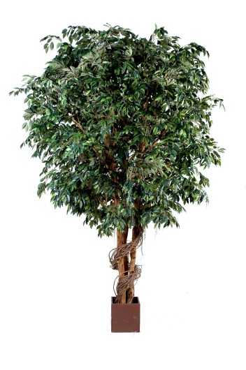 GEANT FICUS