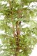 ARALIA NEW (MAPLE)