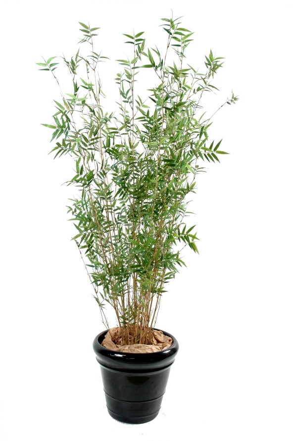 BAMBOO MULTITREE ORIENTAL