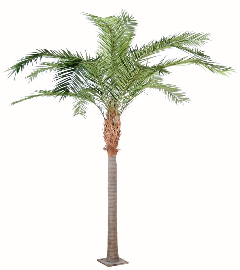 PHOENIX CANARIENSIS