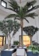 PHOENIX CANARIENSIS