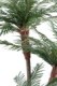 3-TRUNK PALM TREE NEW TF