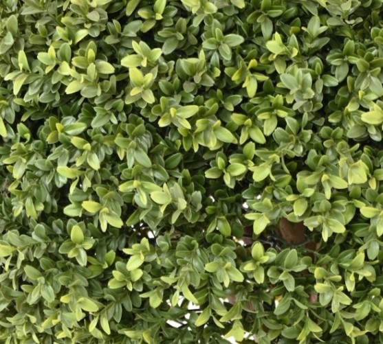 NEW UV RESISTANT BOXWOOD BALL