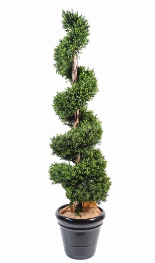 BOXWOOD SPIRAL NEW