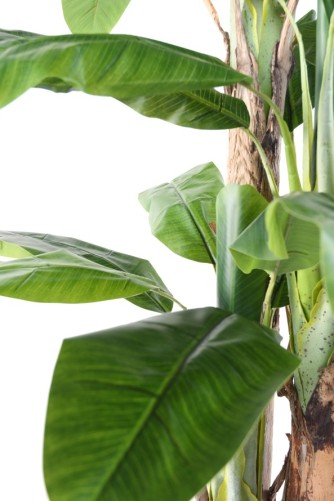 BANANA TREE THREE-TRUNK