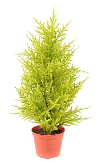 JUNIPERUS (cupressus macrocarpa gold)