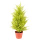 JUNIPERUS (cupressus macrocarpa gold)