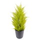 JUNIPERUS (cupressus macrocarpa gold)