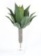 AGAVE L