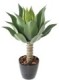 AGAVE L