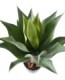 AGAVE L