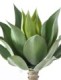 AGAVE L