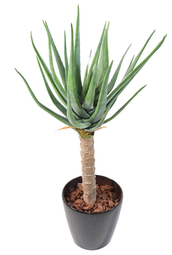 ALOEVERA 125