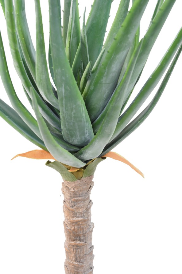 ALOEVERA 125