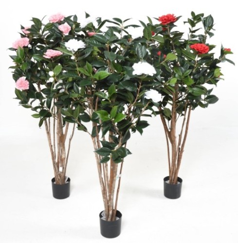 CAMELIA JAPONICA DOUBLE NEW