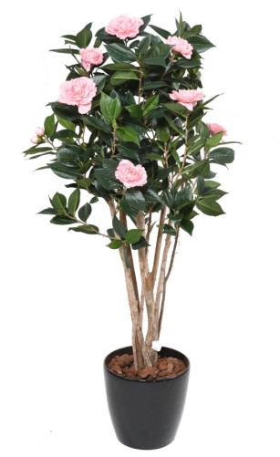 CAMELIA JAPONICA DOUBLE NEW