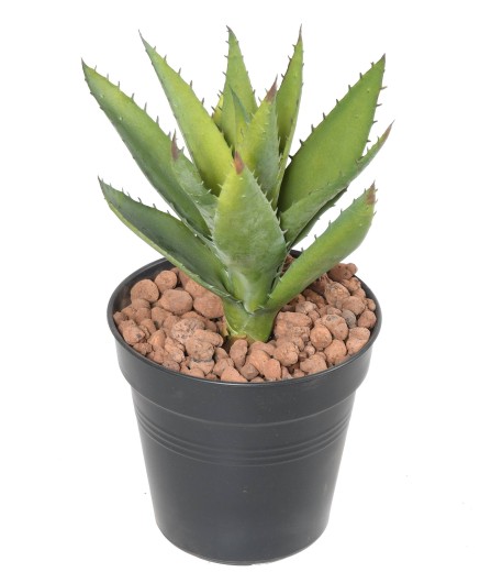 ALOEVERA 12