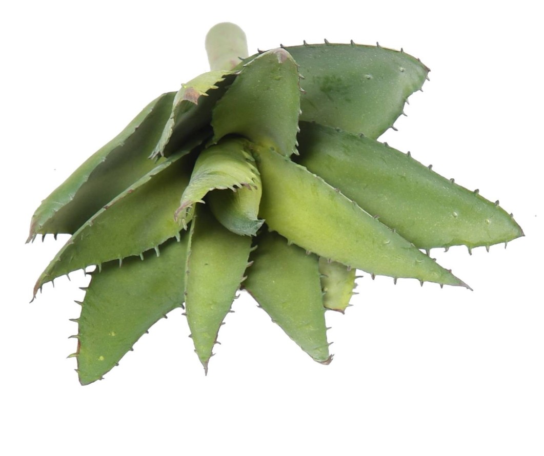 ALOEVERA 12