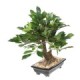 BONSAI FICUS IN SECTION