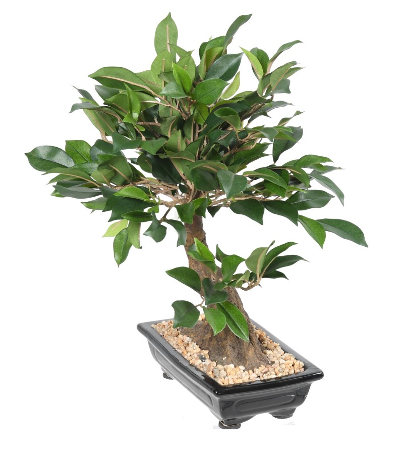 BONSAI FICUS IN SECTION