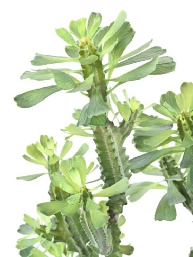 LACERATED SPURGE