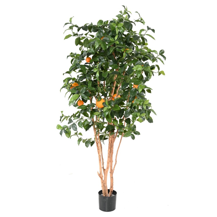 ORANGE TREE NEW