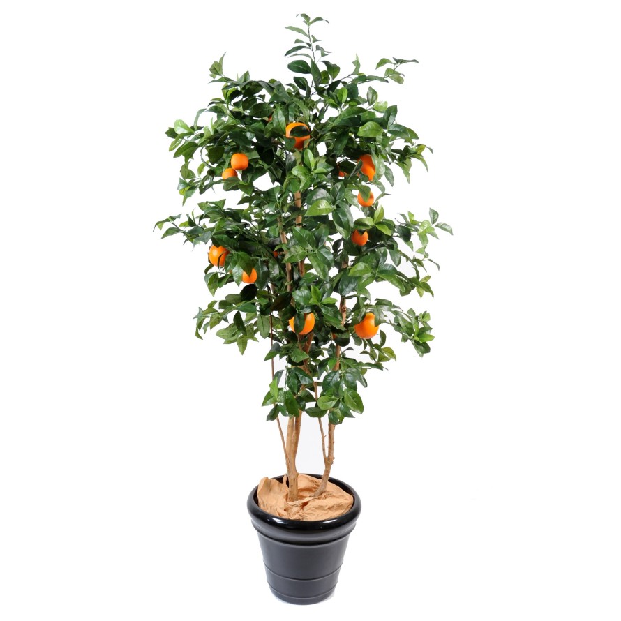 ORANGE TREE NEW