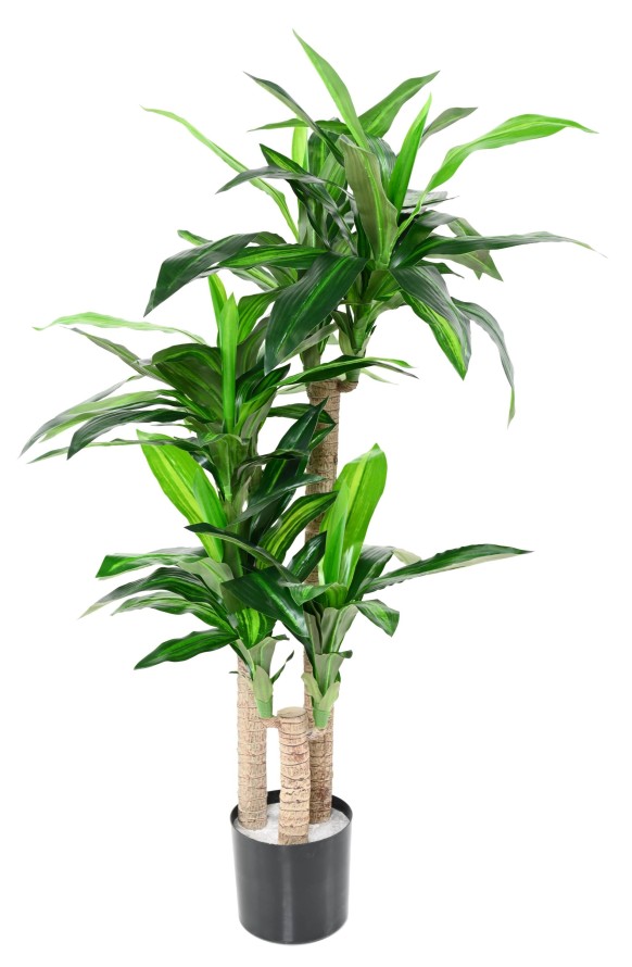 DRACAENA FRAGRANS 135 (sur troncs)