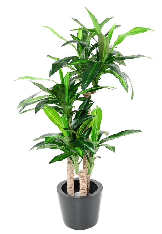 DRACAENA FRAGRANS 135 (on trunks)