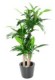 DRACAENA FRAGRANS 135 (sur troncs)