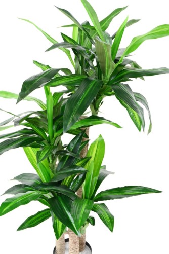 DRACAENA FRAGRANS 135 (sur troncs)