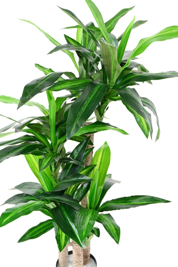 DRACAENA FRAGRANS 135 (on trunks)