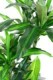 DRACAENA FRAGRANS 135 (sur troncs)