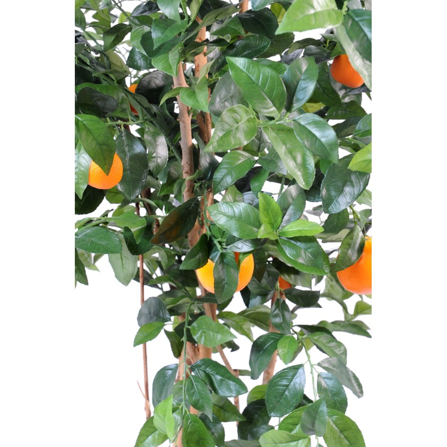 ORANGE TREE NEW