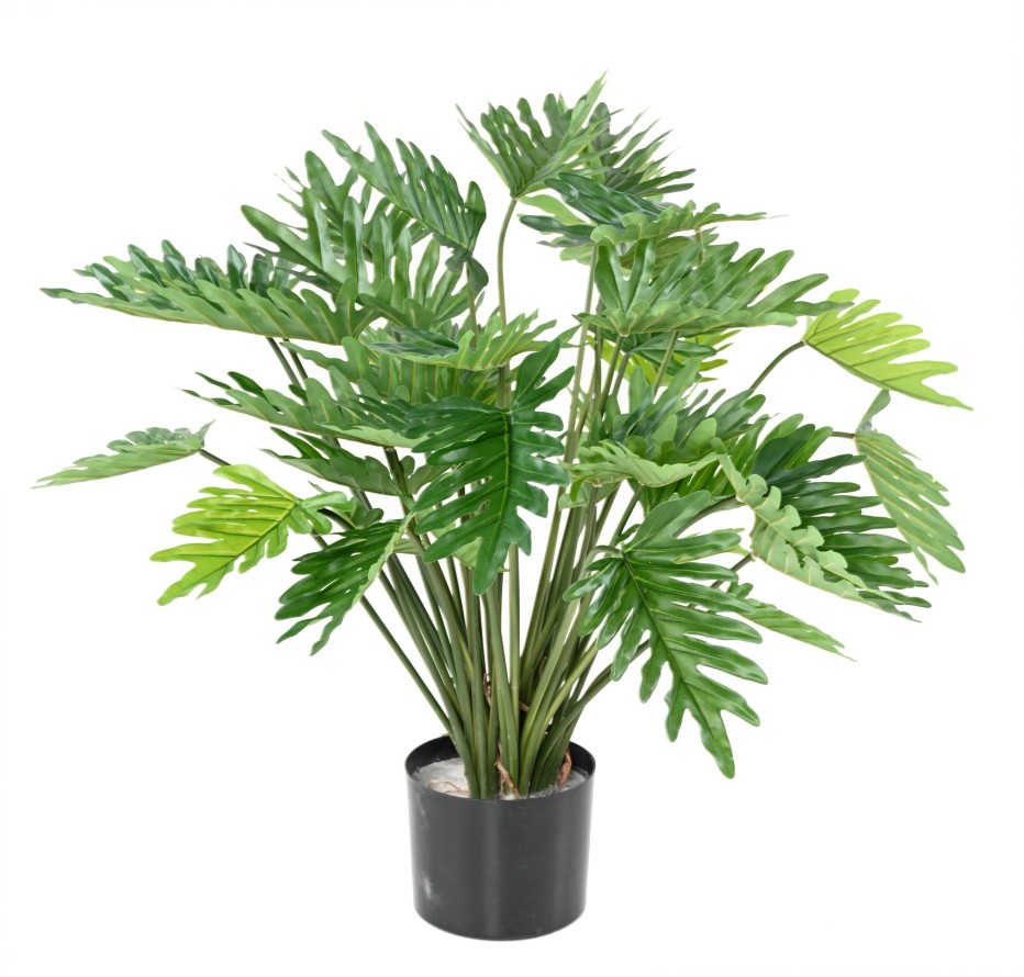 PHILODENDRON 70 (SELLOUM)