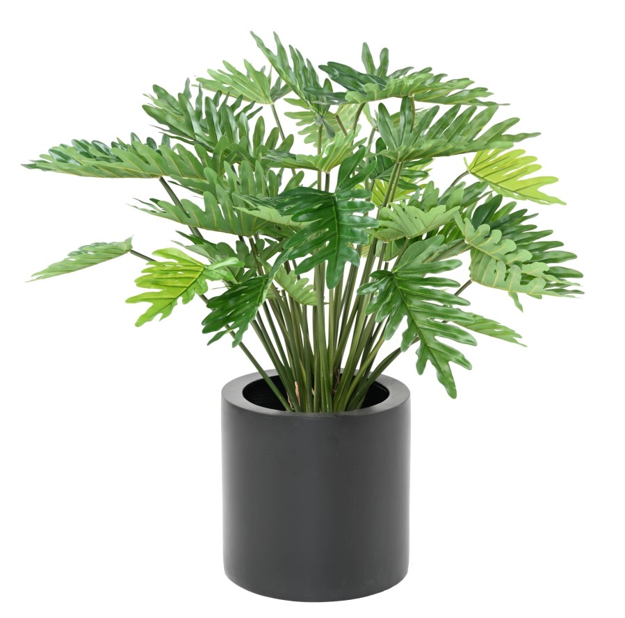 PHILODENDRON 70 (SELLOUM)