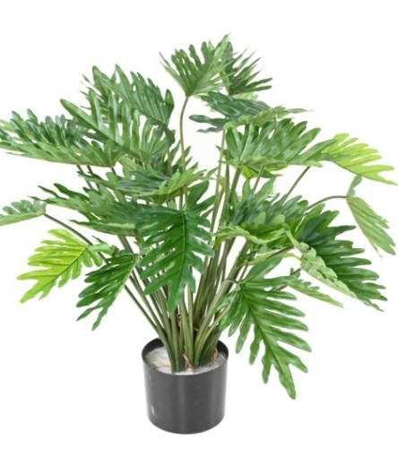 PHILODENDRON 70 (SELLOUM)