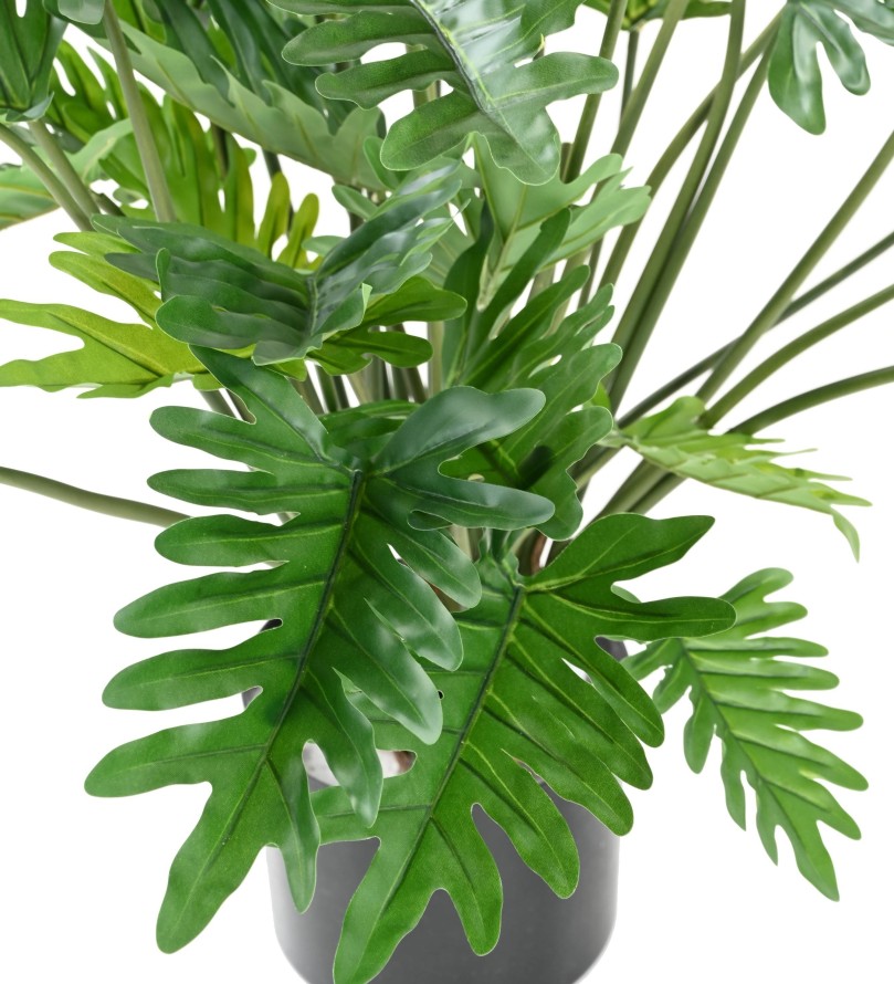 PHILODENDRON 70 (SELLOUM)