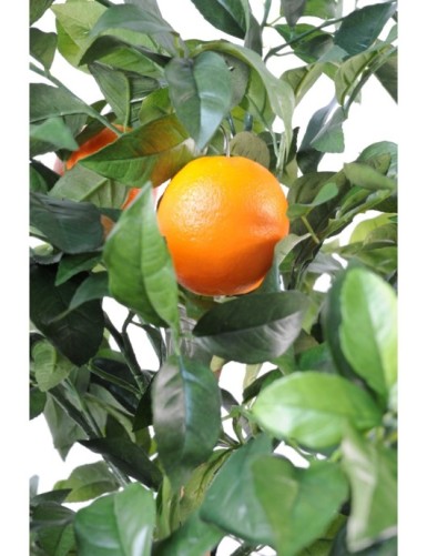 ORANGE TREE NEW