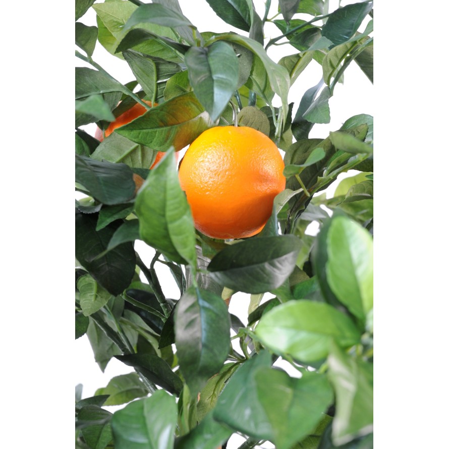 ORANGE TREE NEW