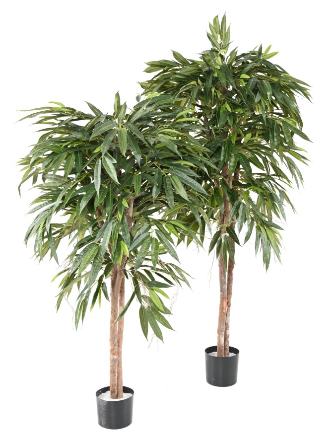 FICUS LONGIFOLIA